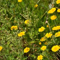 Anthemis tinctoria