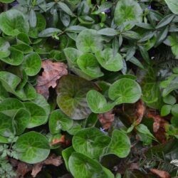 Asarum europaeum
