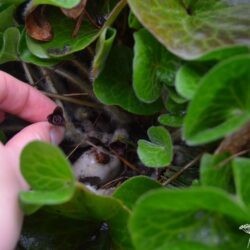 Asarum europaeum