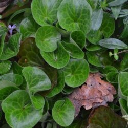 Asarum europaeum