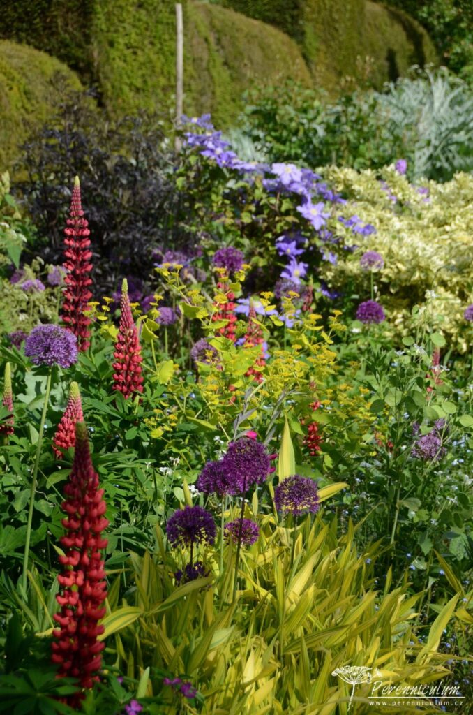 Legenda mezi anglickými zahradami - Great Dixter 13 Žluté Smyrnium perfoliatum, červené lupiny,