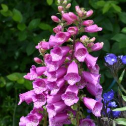 Digitalis purpurea Digitalis purpurea