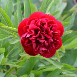 Paeonia officinalis