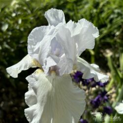 Iris Iris