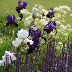 Iris Gypsy Romance