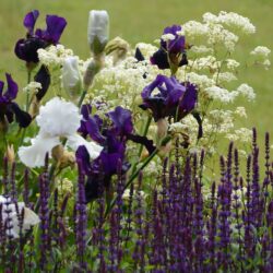 Iris Gypsy Romance
