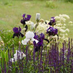 Iris Gypsy Romance