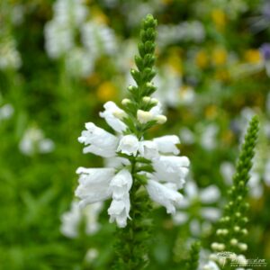 Physostegia virginiana Alba