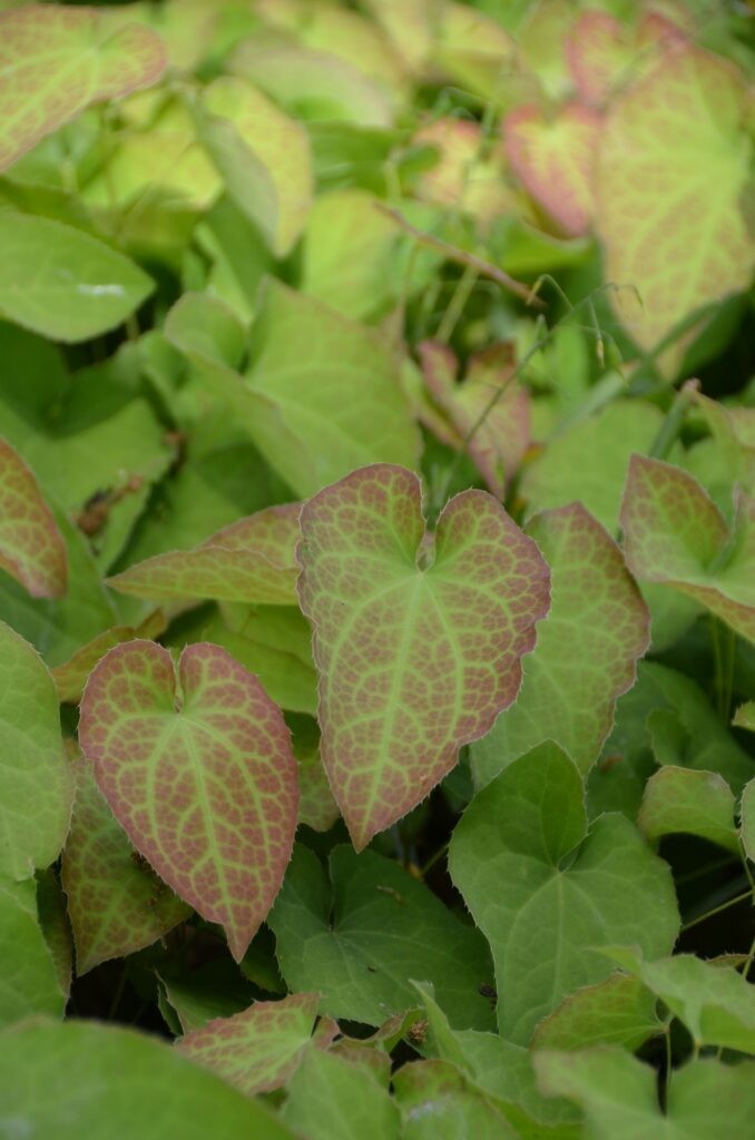 Epimedium perralchicum 'Fröhnleiten'
