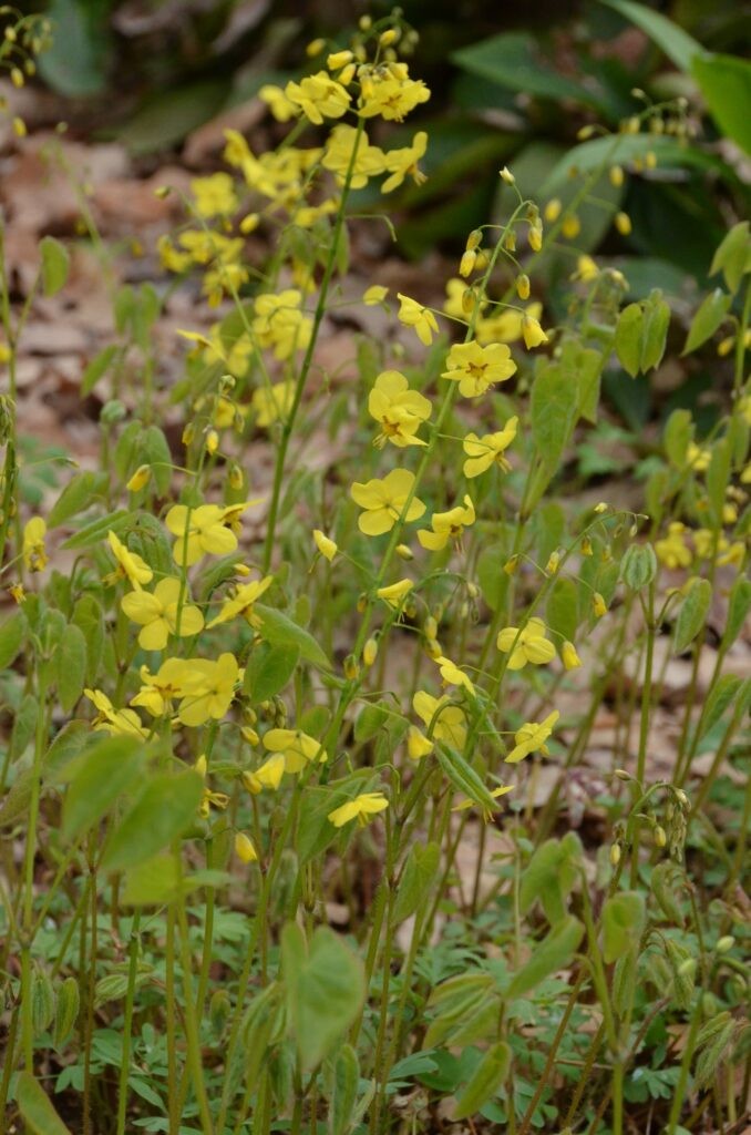 Epimedium pinnatum subsp. colchicum