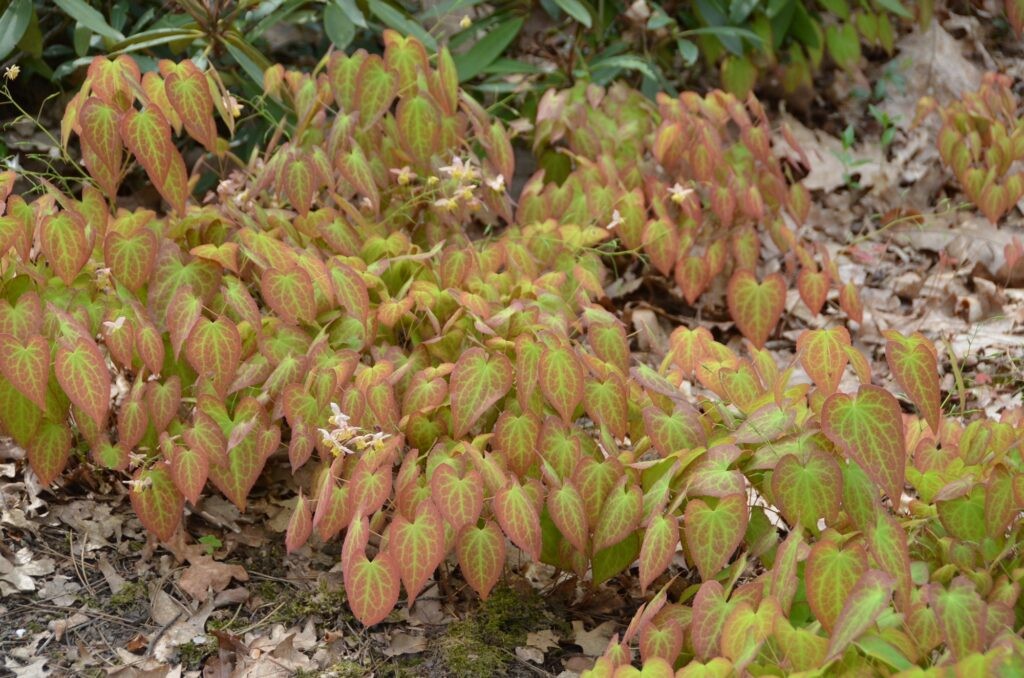 Epimedium x versicolor Cupreum