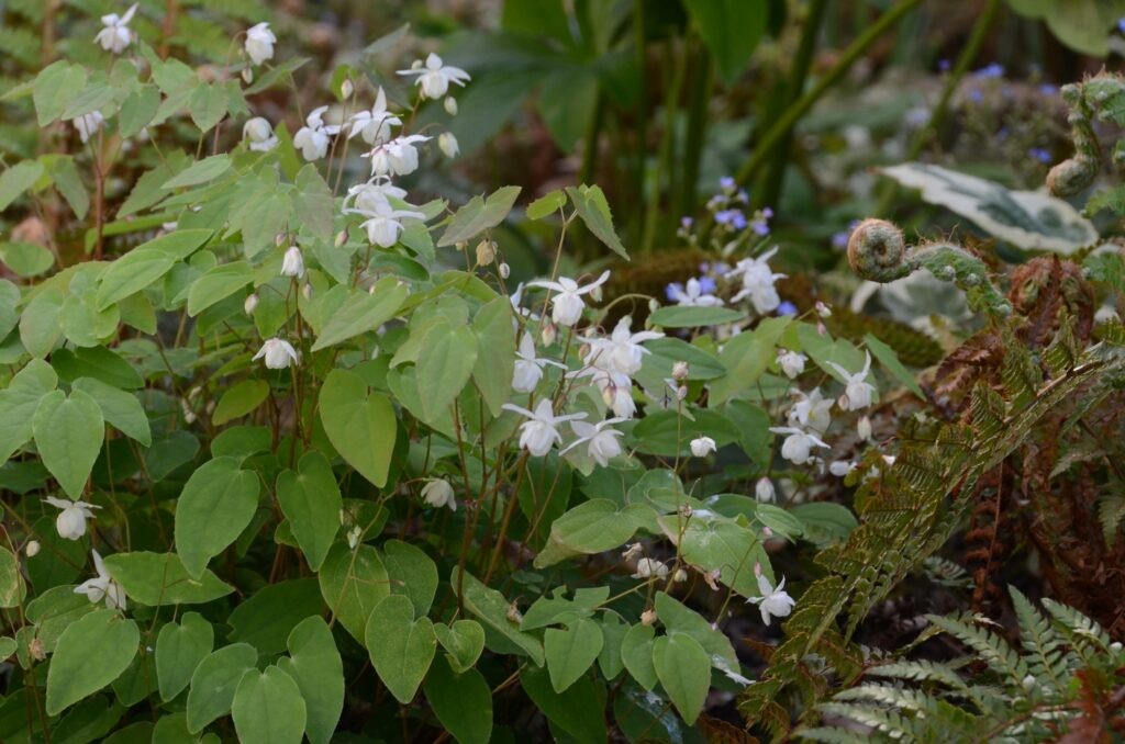 Epimedium youngianum Nivaeum