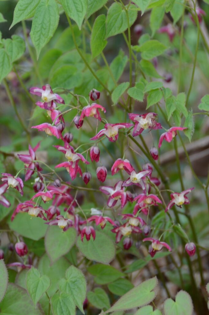 Epimedium × rubrum