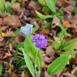 Primula denticulata Blaue Auslese