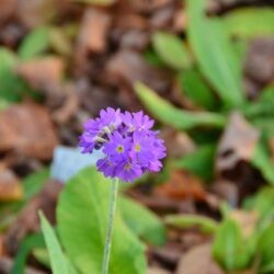 Primula denticulata Blaue Auslese