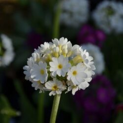 Primula denticulata Corolla White