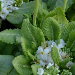Primula denticulata Corolla White