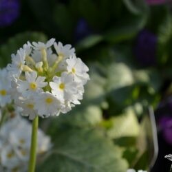 Primula denticulata Corolla White