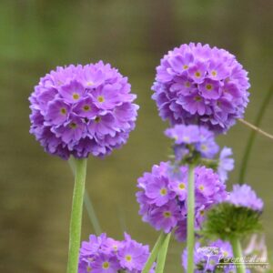 Primula denticulata