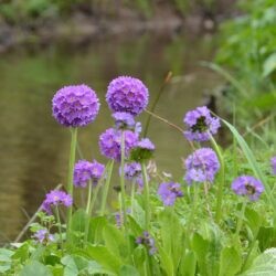 Primula denticulata