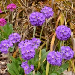 Primula denticulata