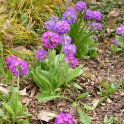 Primula denticulata