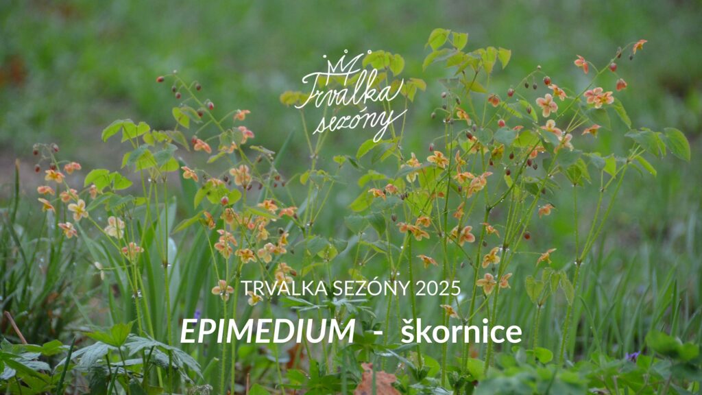 Trvalka sezony 2025 epimedium