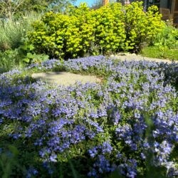 Veronica liwanensis