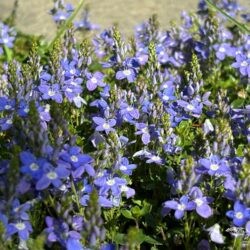 Veronica liwanensis