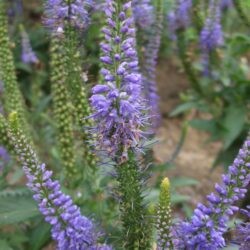 Veronica longifolia Blauriesin