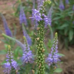 Veronica longifolia Blauriesin