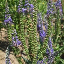 Veronica longifolia Blauriesin