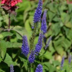 Veronica longifolia First Glory