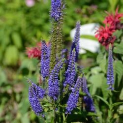 Veronica longifolia First Glory
