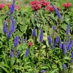 Veronica longifolia First Glory