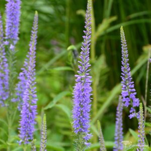 Veronica longifolia