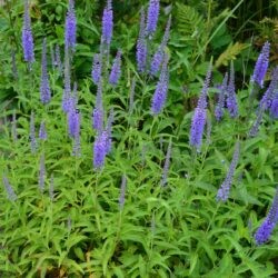 Veronica longifolia