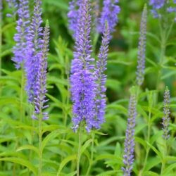 Veronica longifolia