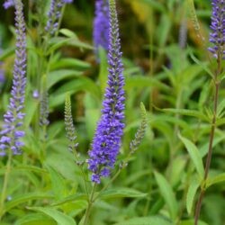 Veronica longifolia