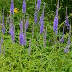 Veronica longifolia