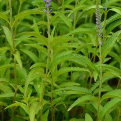 Veronica longifolia