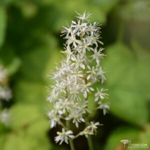 Tiarella cordifolia