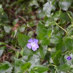 Vinca major