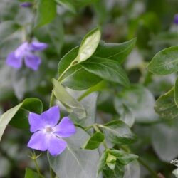 Vinca major