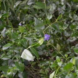 Vinca major
