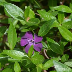 Vinca minor