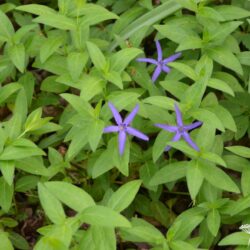 Vinca major var. oxyloba