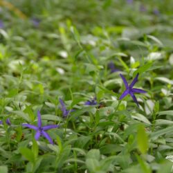 Vinca major var. oxyloba