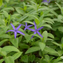 Vinca major var. oxyloba