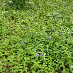 Vinca major var. oxyloba